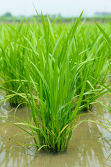 Obraz premium Young green rice.