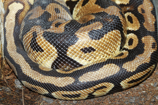Ball python snake skin