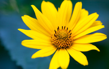 Bright yellow daisy  flower