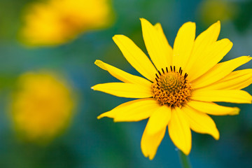 Bright yellow flowers, close-up