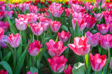 Beautiful pink Tulip in garden. It is an herbaceous herb.