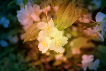 Fototapeta na wymiar Beautiful white jasmine