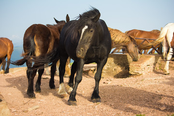 Immagine di cavalli selvaggi al vento