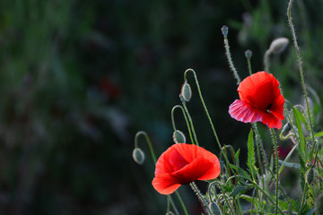 Obraz premium Red poppy flowers