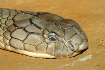 head shot king cobra snake