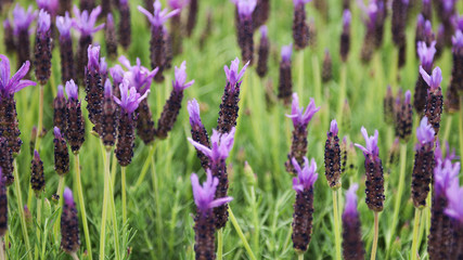 Lavender