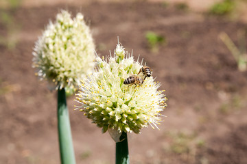 Blooming onion flower