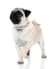 Pug Puppy