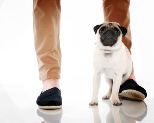 Pug on owners feet