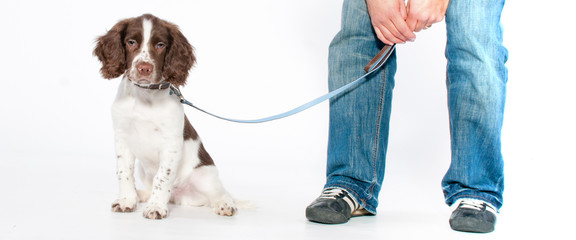 Spaniel Puppy
