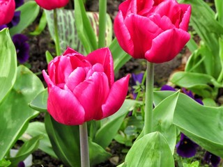 Fototapeta premium Colored tulips