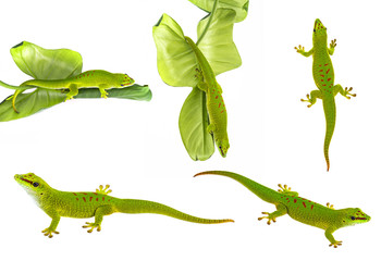 Phelsuma madagascariensis - gecko isolated on white - obrazy, fototapety, plakaty