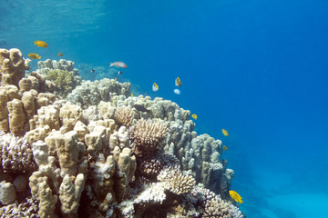 Fototapeta na wymiar Coral reef with porites corals in tropical sea, underwater