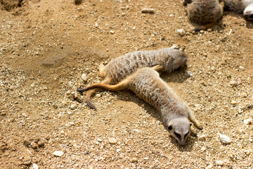 Obraz premium Erdmännchen (Meercats)