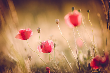 Poppies in summer nature field with bright golden light/summer background/spring background - 85227259