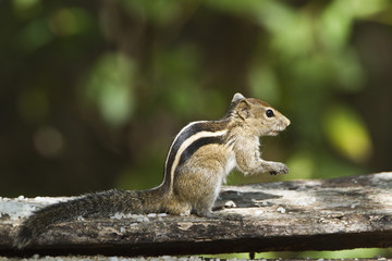 Indian palm squirrel in Minneriya, Sri Lanka
