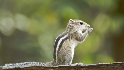 Indian palm squirrel in Minneriya, Sri Lanka