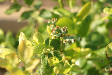Куст с зелёной голубикой