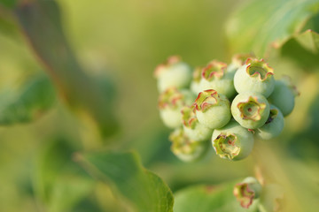 Куст с зелёной голубикой