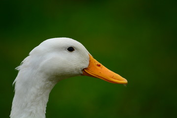 Pato Blanco