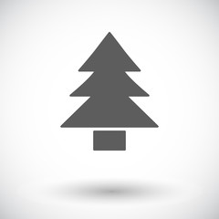 Fototapeta premium Conifer