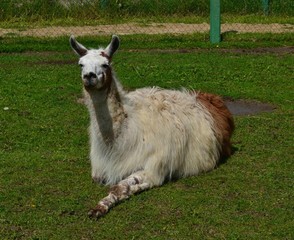 Lama  © Marta
