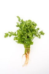 coriander isolated