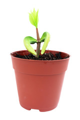 a little tree in pot on white background.