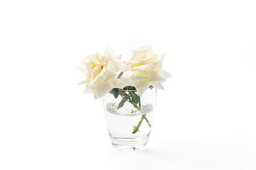 white rose isolate on background