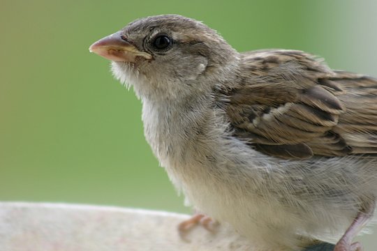 Passer domesticus - wr&oacute;bel zwyczajny