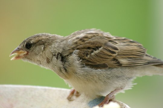 Passer domesticus - wr&oacute;bel zwyczajny