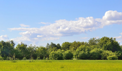 forest edge, landscape