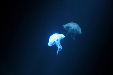 Naklejka premium A beautiful jellyfish dancing in glow in Sea Life London Aquarium, England.
