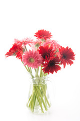 pink and red gerbera