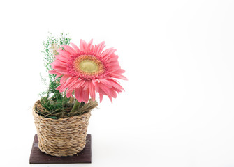 pink gerbera
