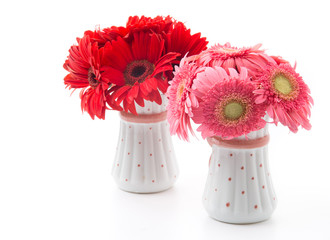 pink and red gerbera
