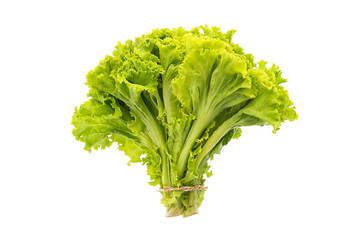 Green lettuce