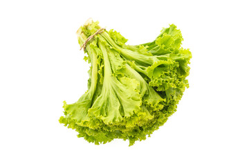 Green lettuce