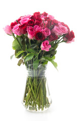 pink and red rose