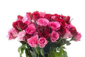 pink and red rose