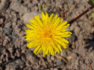 Dandelion