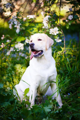 labrador retriever dog