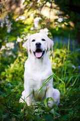 labrador retriever dog