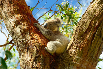 Fototapeta premium Wild Koalas along Great Ocean Road, Victoria, Australia