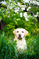 labrador retriever dog