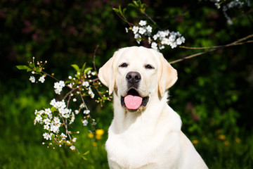 labrador retriever dog