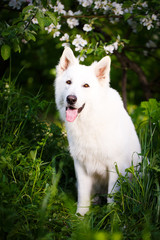 white swiss shepherd dog