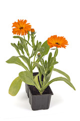 Marigold flowers, Calendula Officinalis, with leaves isolated on white
