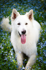 Obraz premium white swiss shepherd dog