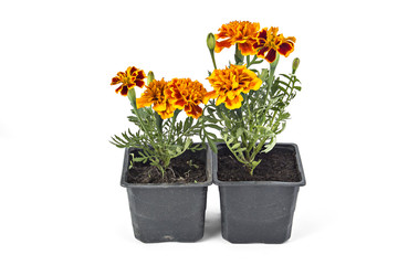 French marigold, Tagetes Patula, with leaves isolated on white